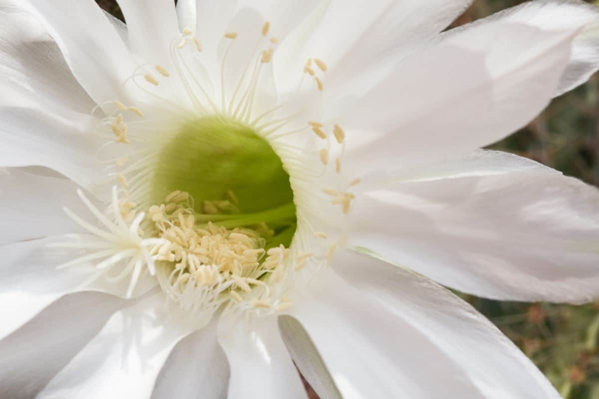 A close-up of Cereus eriophorus var. fragrans - Fragrant Prickly-Apple