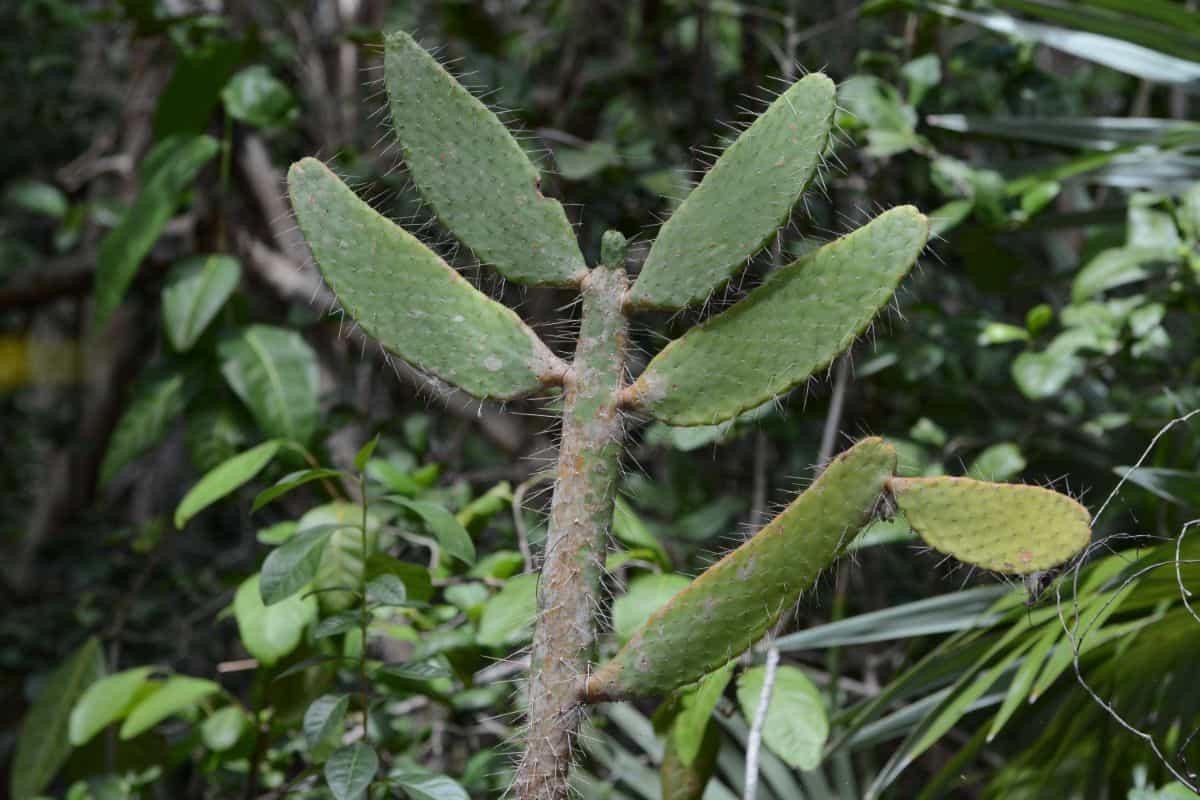 Consolea corallicola - Florida Semaphore Cactus