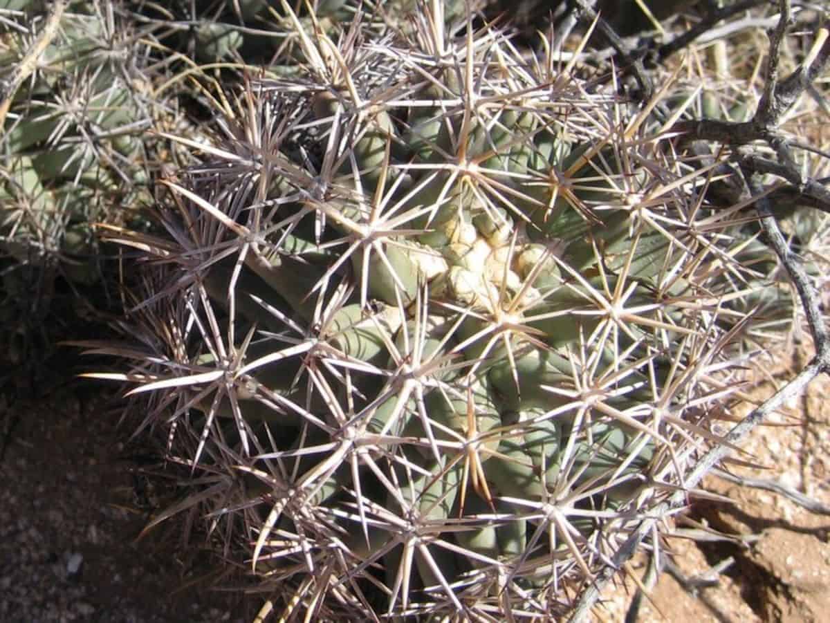Coryphantha scheeri var. robustispina - Pima pineapple cactus