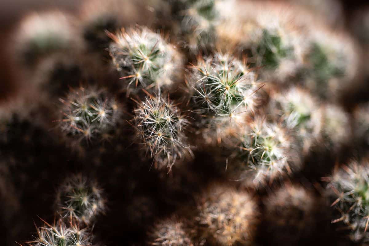 Coryphantha sneedii var. sneedii - Sneed pincushion cactus