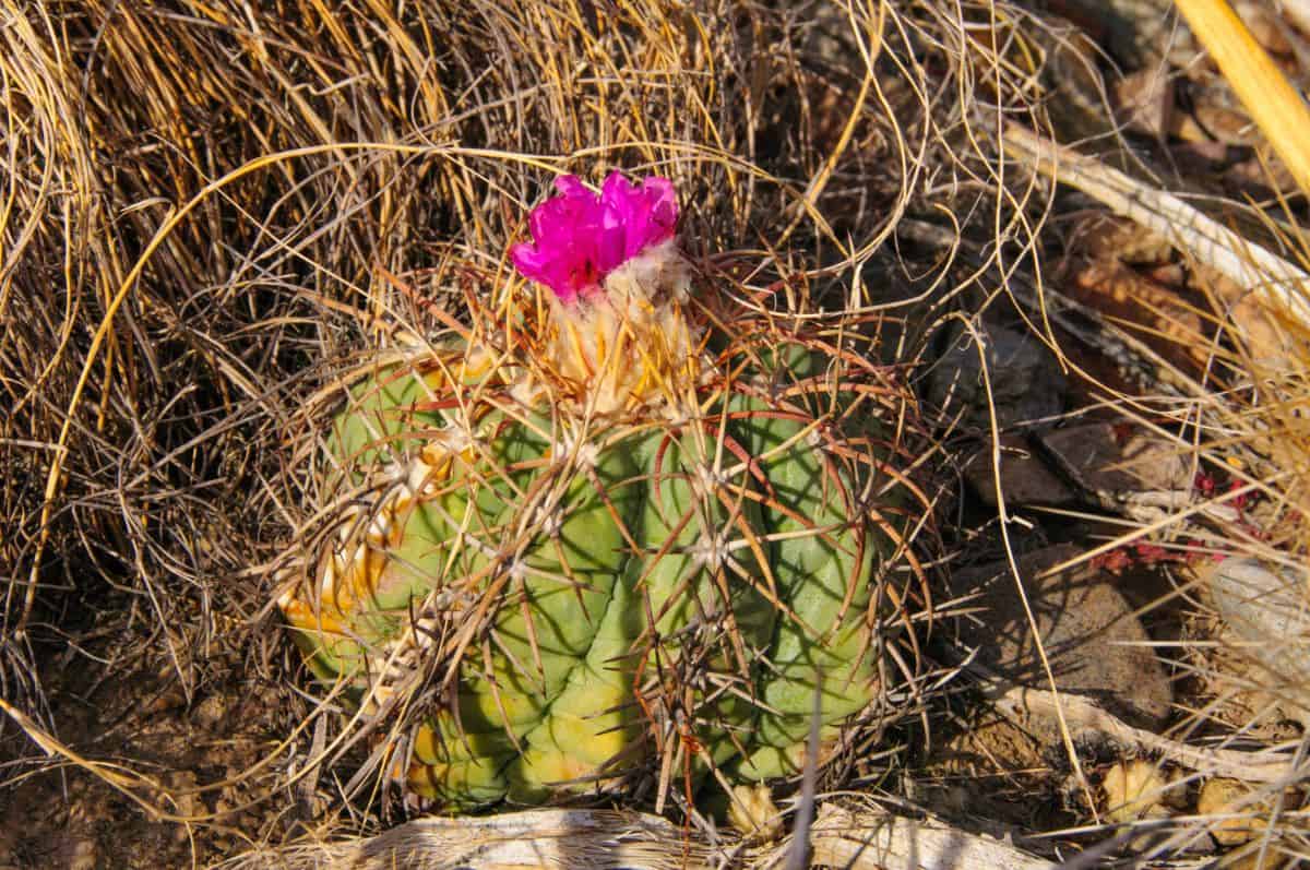 Echinocactus horizonthalonius var. nicholii - Nichol's Turk's head cactus