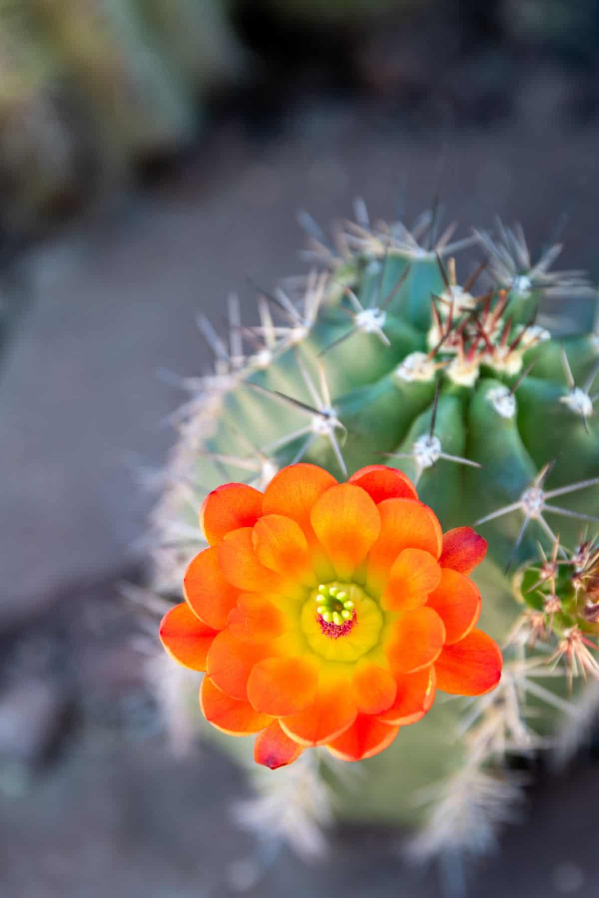 Flowering Echinocereus arizonicus ssp. arizonicus - Arizona hedgehog cactus