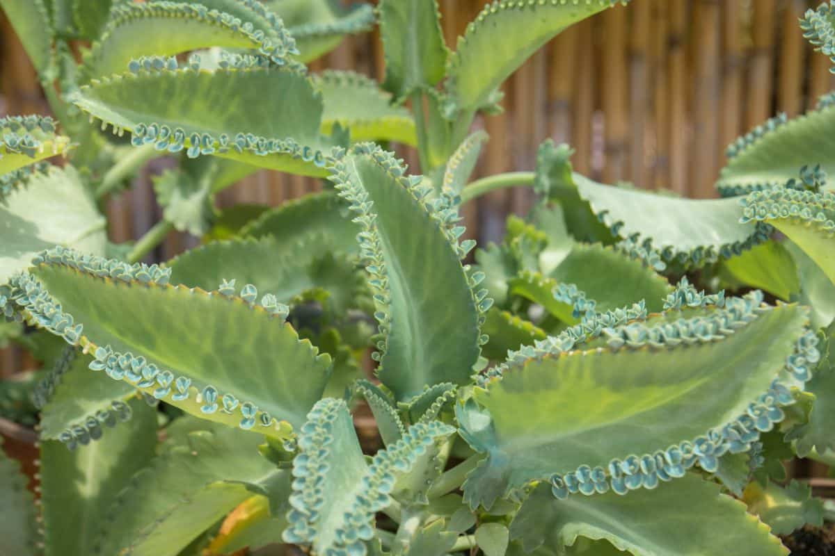 A close-up of Kalanchoe Mother of Thousands.