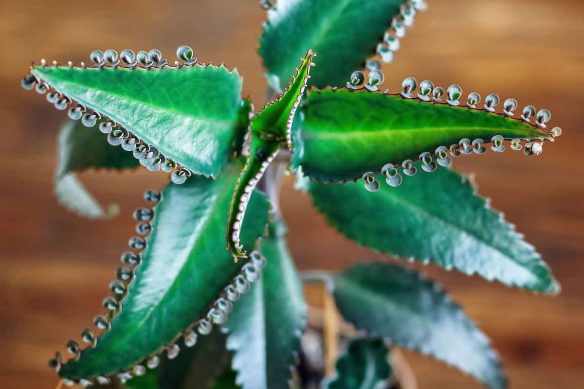 A close-up of Kalanchoe Mother of Thousands.