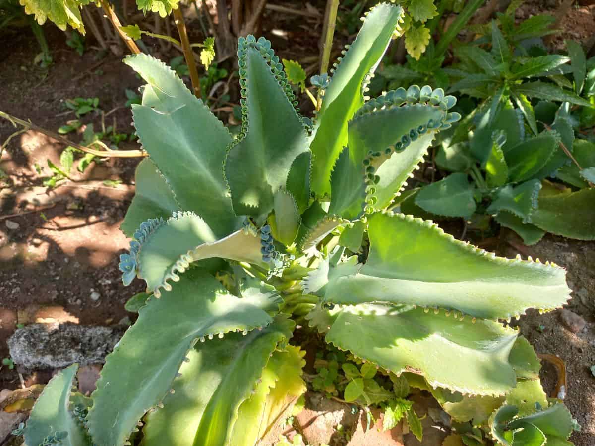 Kalanchoe Mother of Thousands growing in a soil in a partial shade.