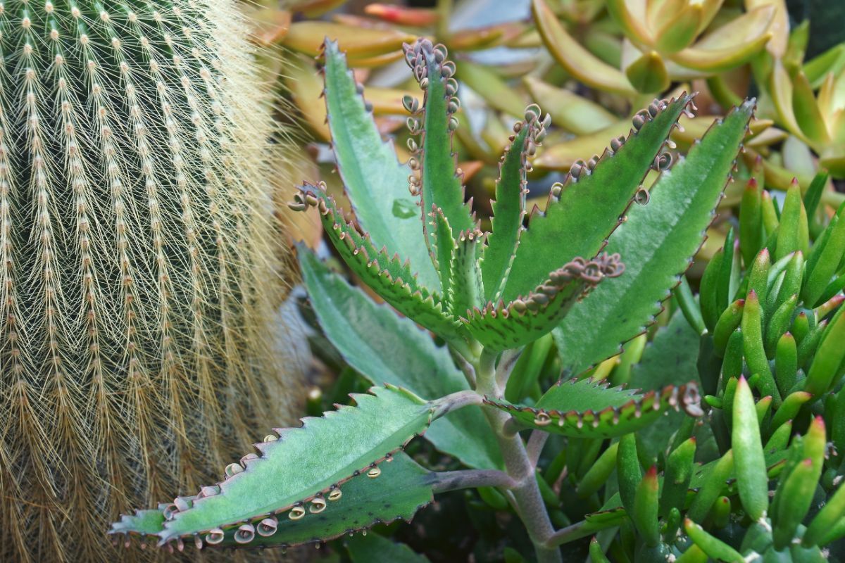 Kalanchoe Mother of Thousands growing next to a cacti.