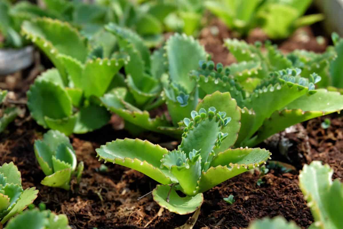 Young Kalanchoe Mother of Thousands plants growing in soil.