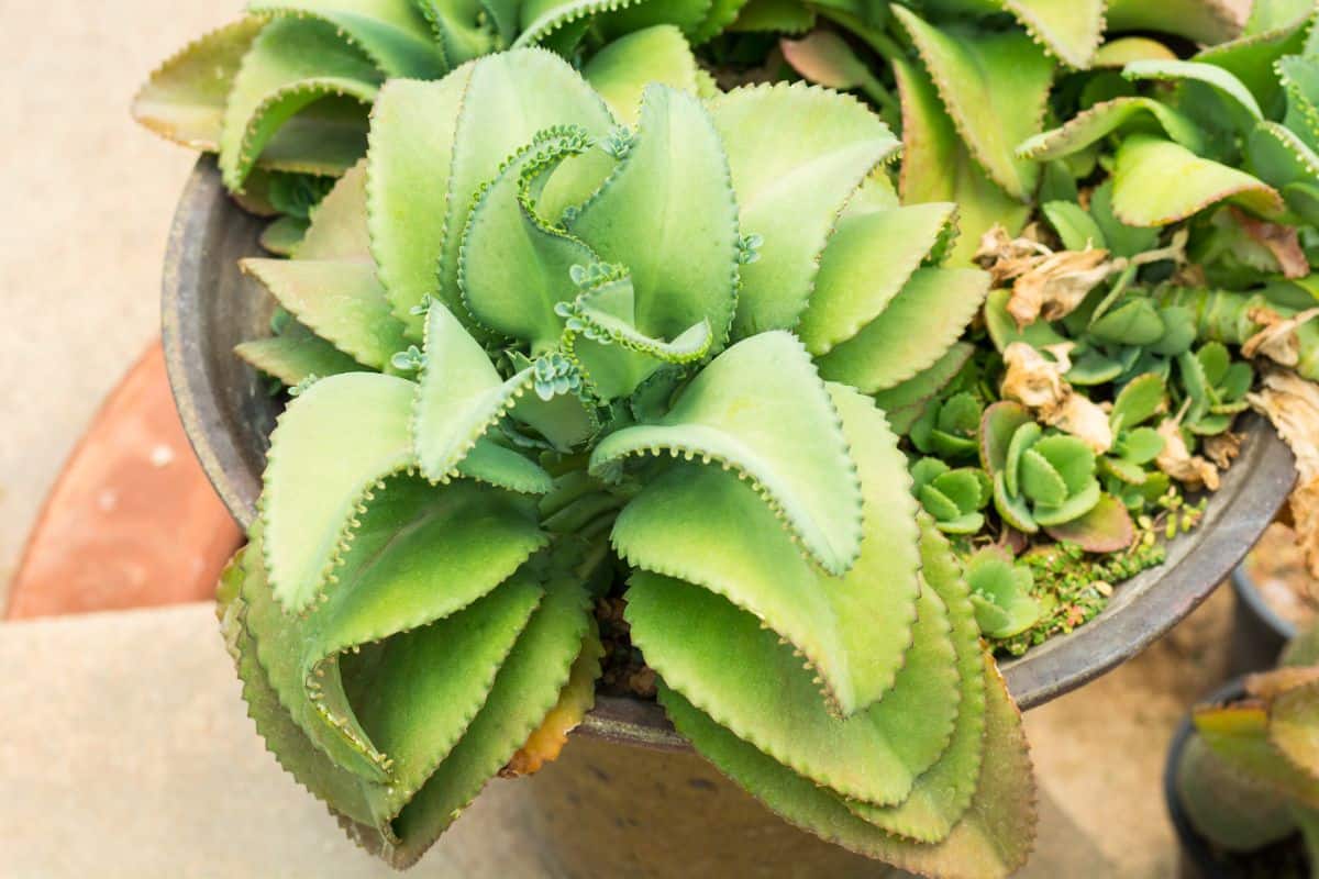 Kalanchoe Mother of Thousands growing in a pot.