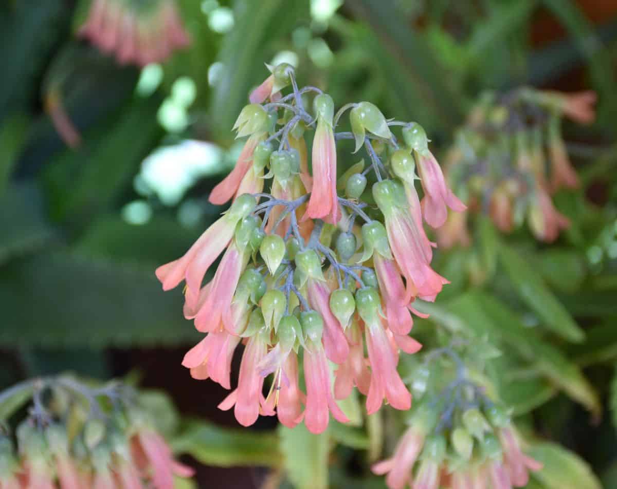 Pink flowers of Kalanchoe Mother of Thousands.