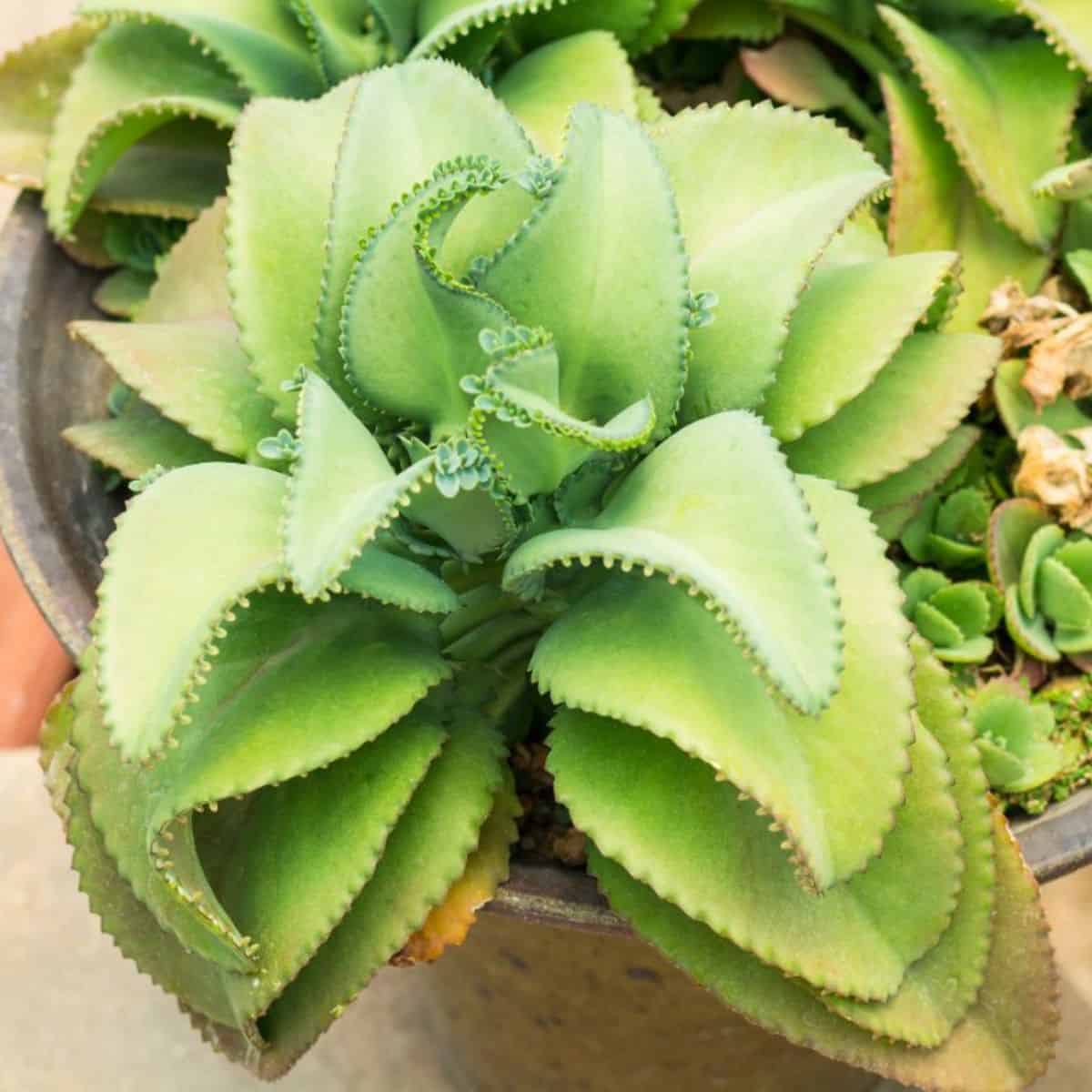 Kalanchoe Mother of Thousands Growing Guide (Mexican Hat Plant