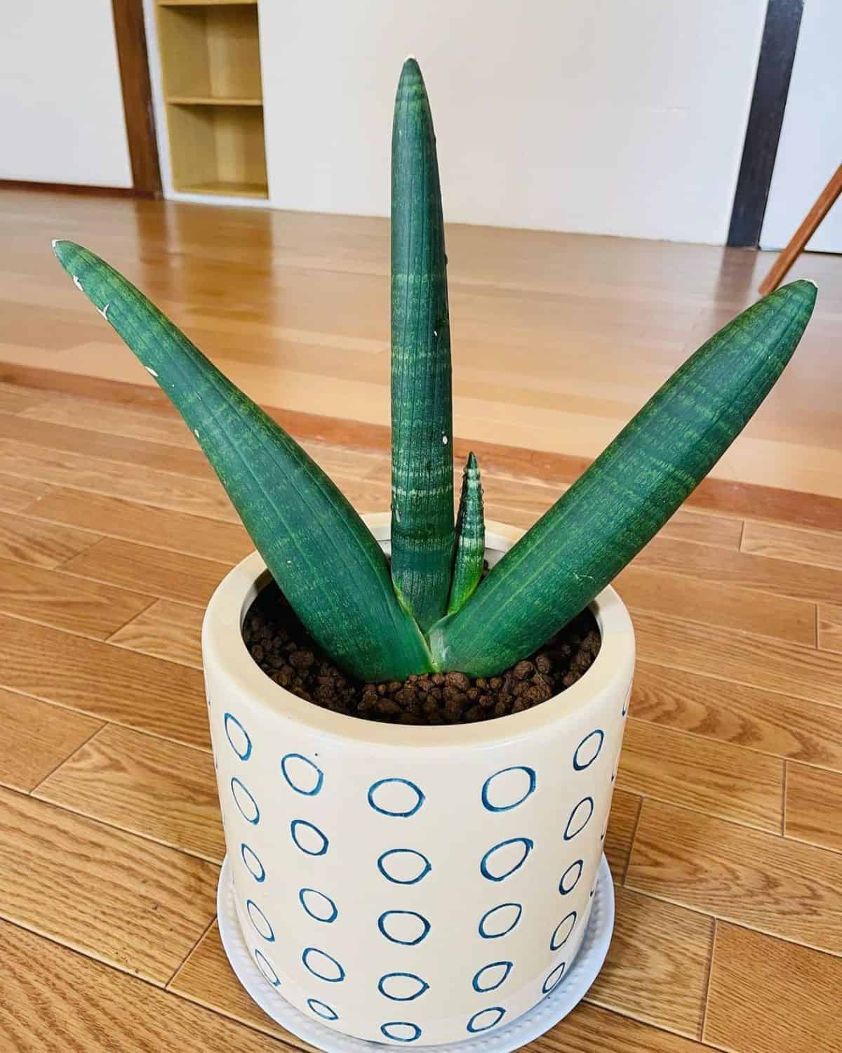 Sansevieria Obake grows in a clay pot on a floor.