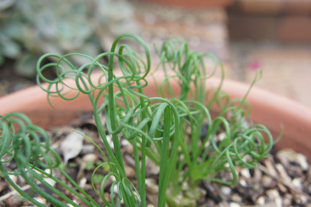 Albuca spiralis succulent with curly foliage in a clay pot.