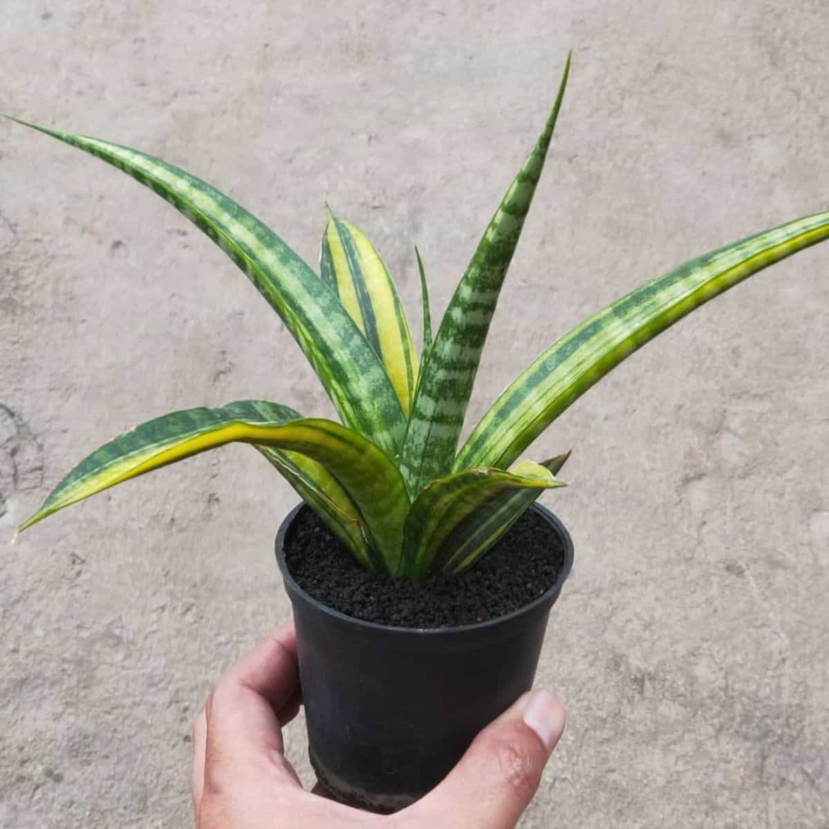 Sansevieria Ernestii grows in a black pot held by hand.