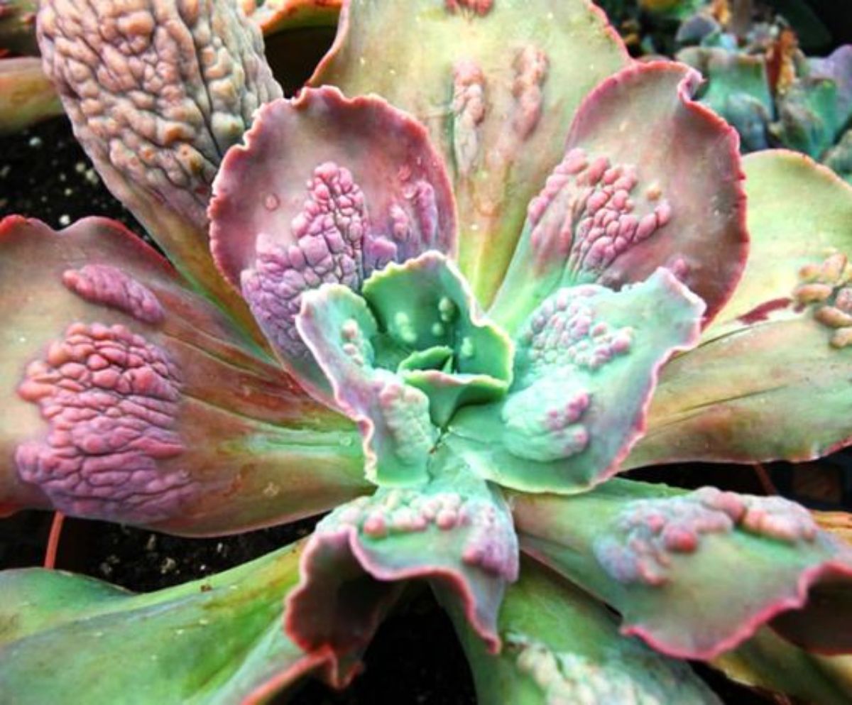 Echeveria gibbiflora 'Barbillion' with beautiful carbuncled foliage.