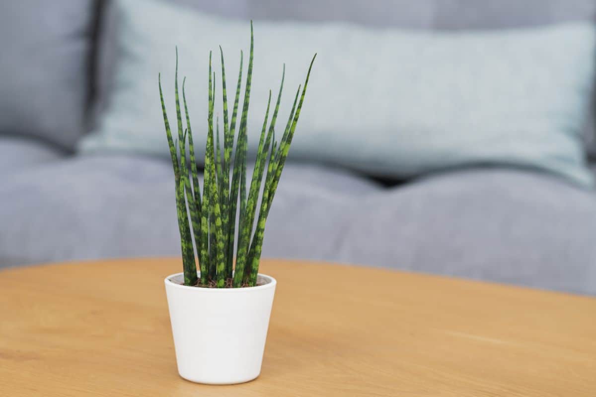 Sansevieria Fernwood grows in a white pot on a wooden table.