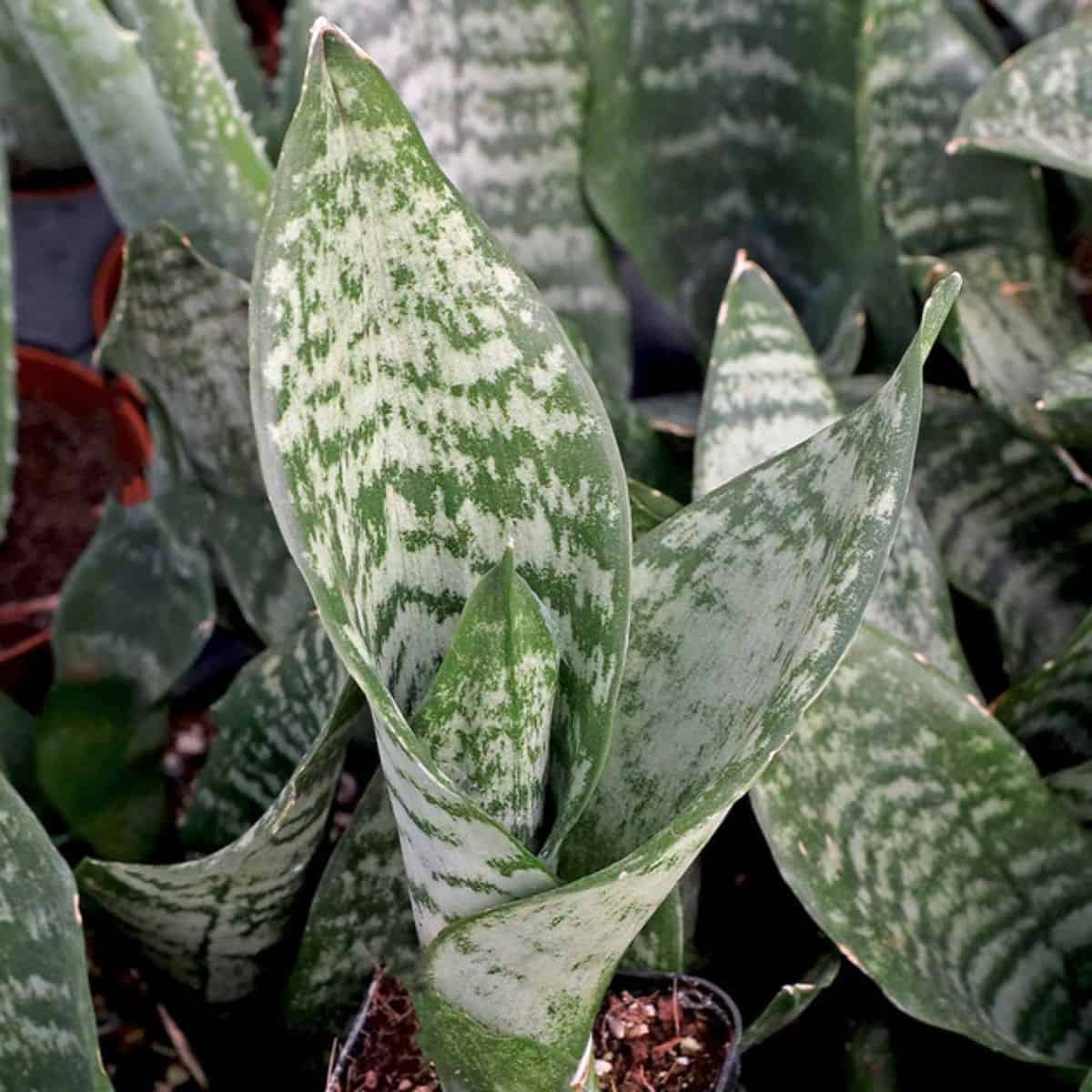 Sansevieria futura robusta with speckled foliage.