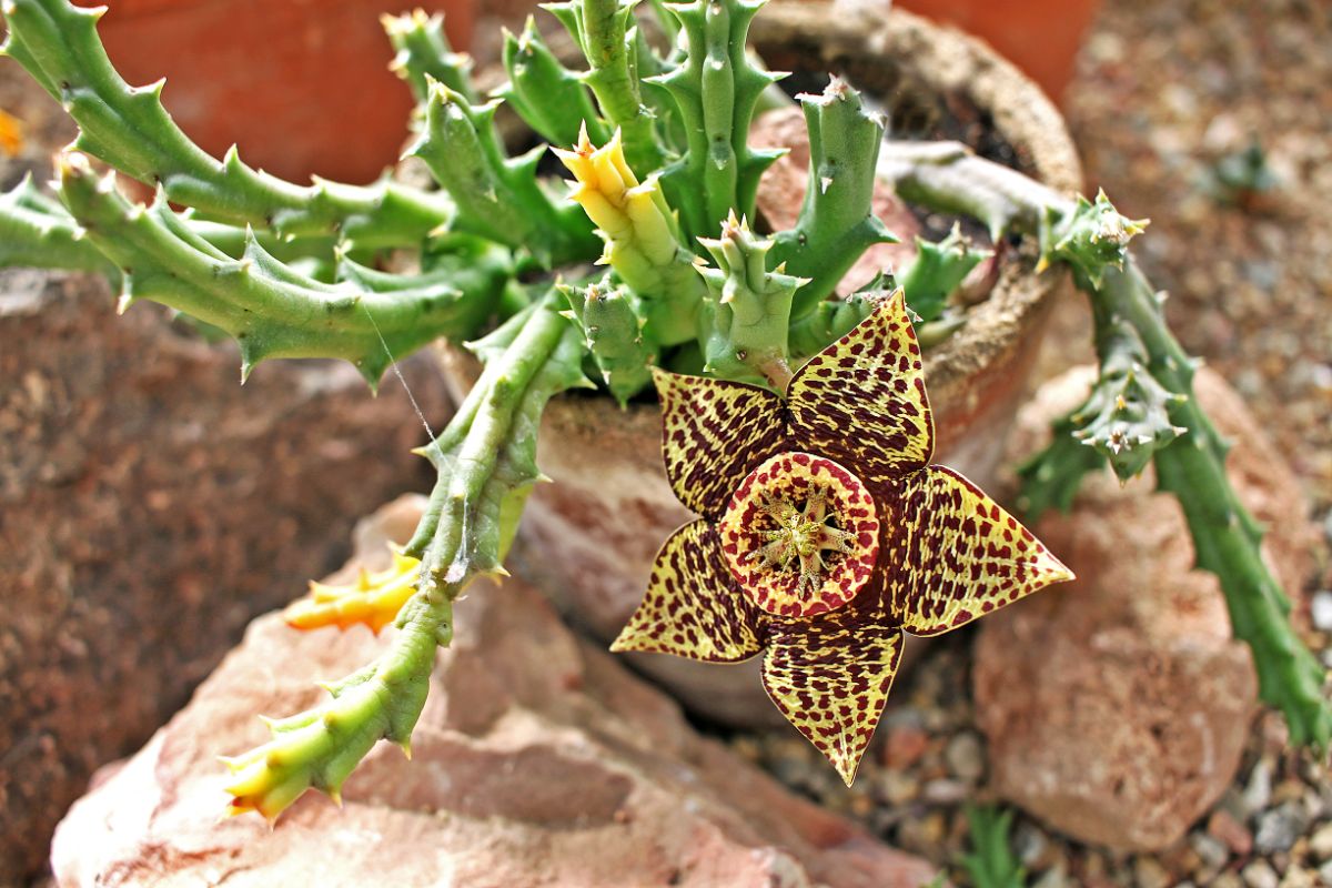 Stapelia succulent with star-shaped flower grows in a clay pot.
