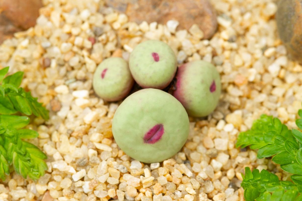 Conophytum pageae succulent resembles pink lips.