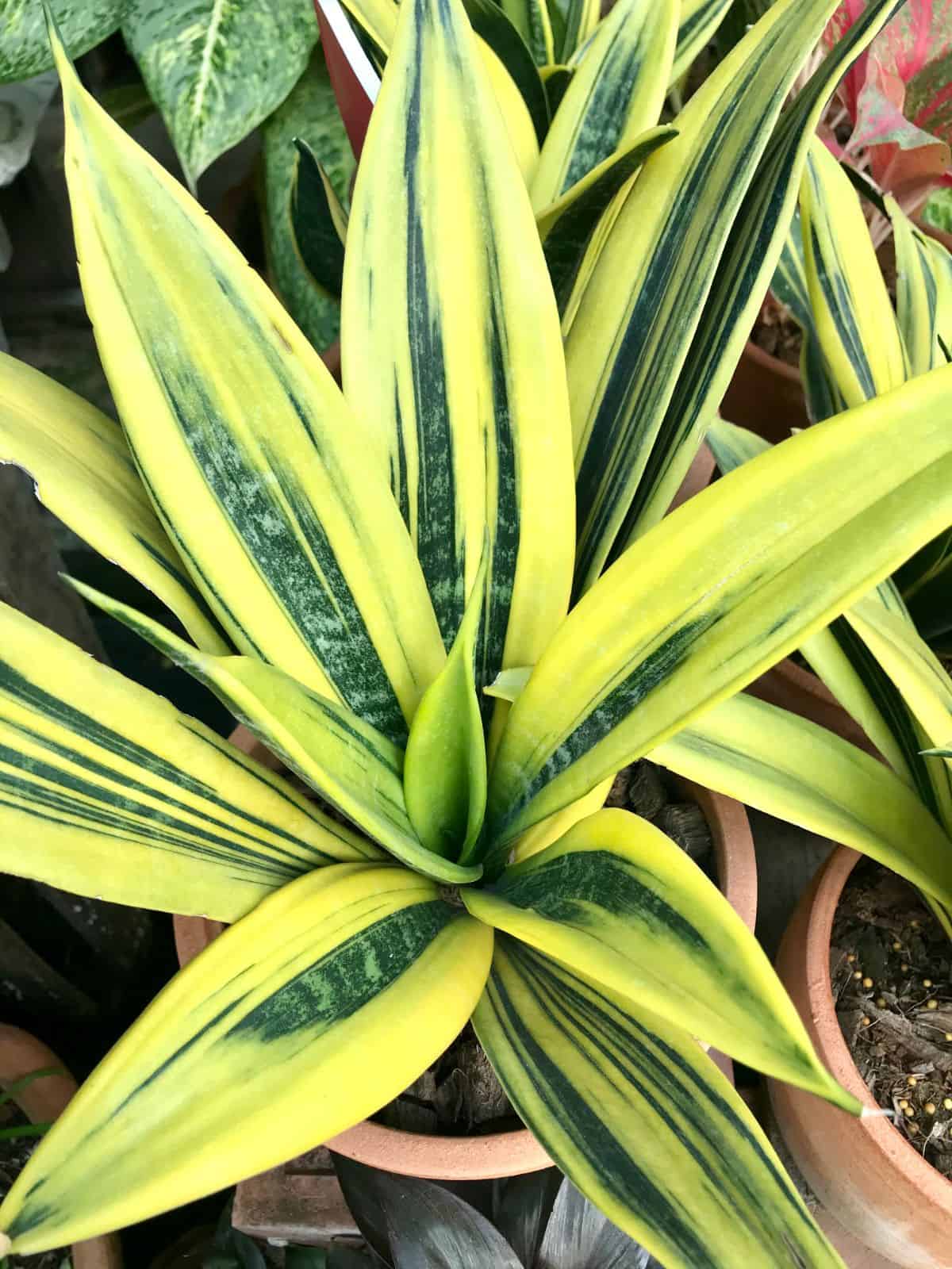 Sansevieria gold flame with vibrant foliage grows in a clay pot.