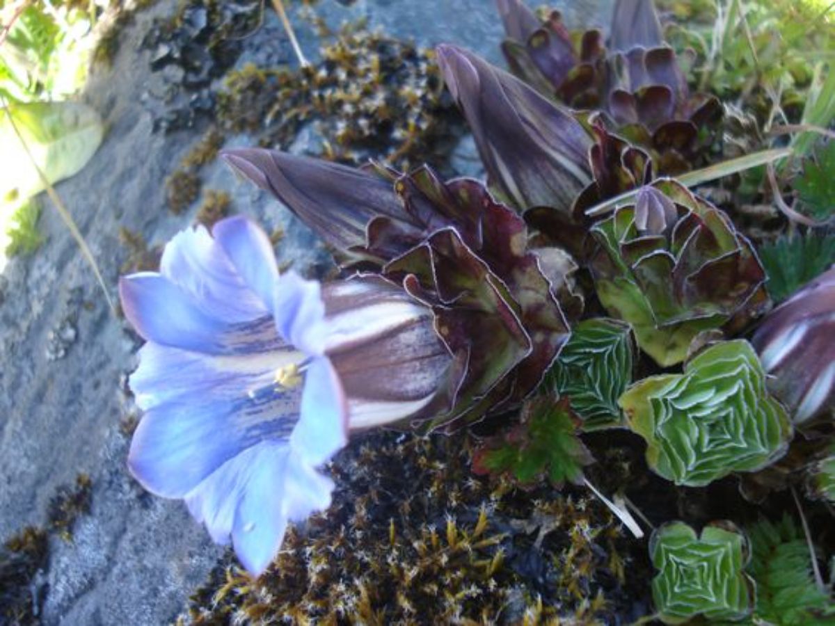 Gentiana Urnula beautiful succulent with a light-blue flower.