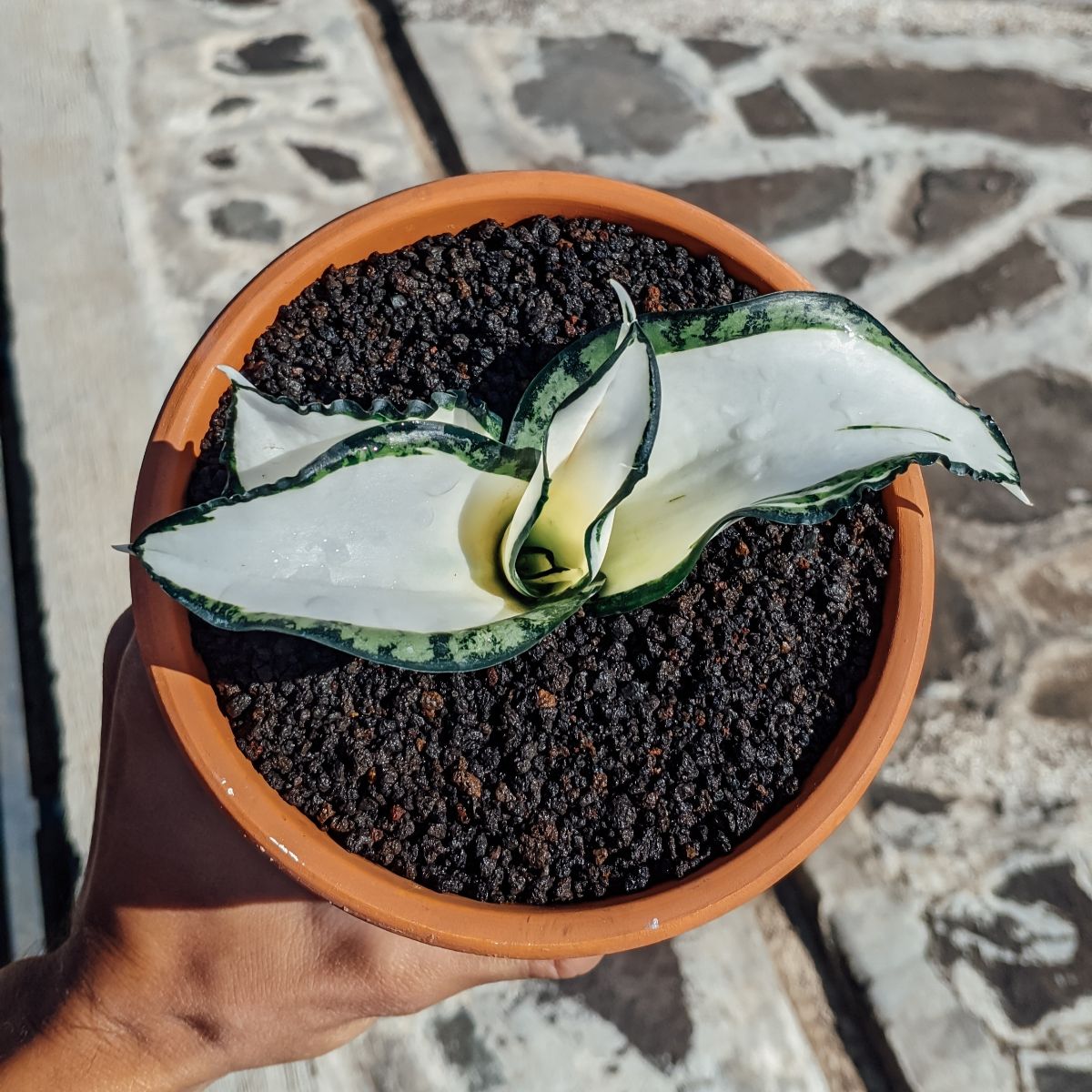 Sansevieria golden wendy grows in a terracotta pot held by hand.