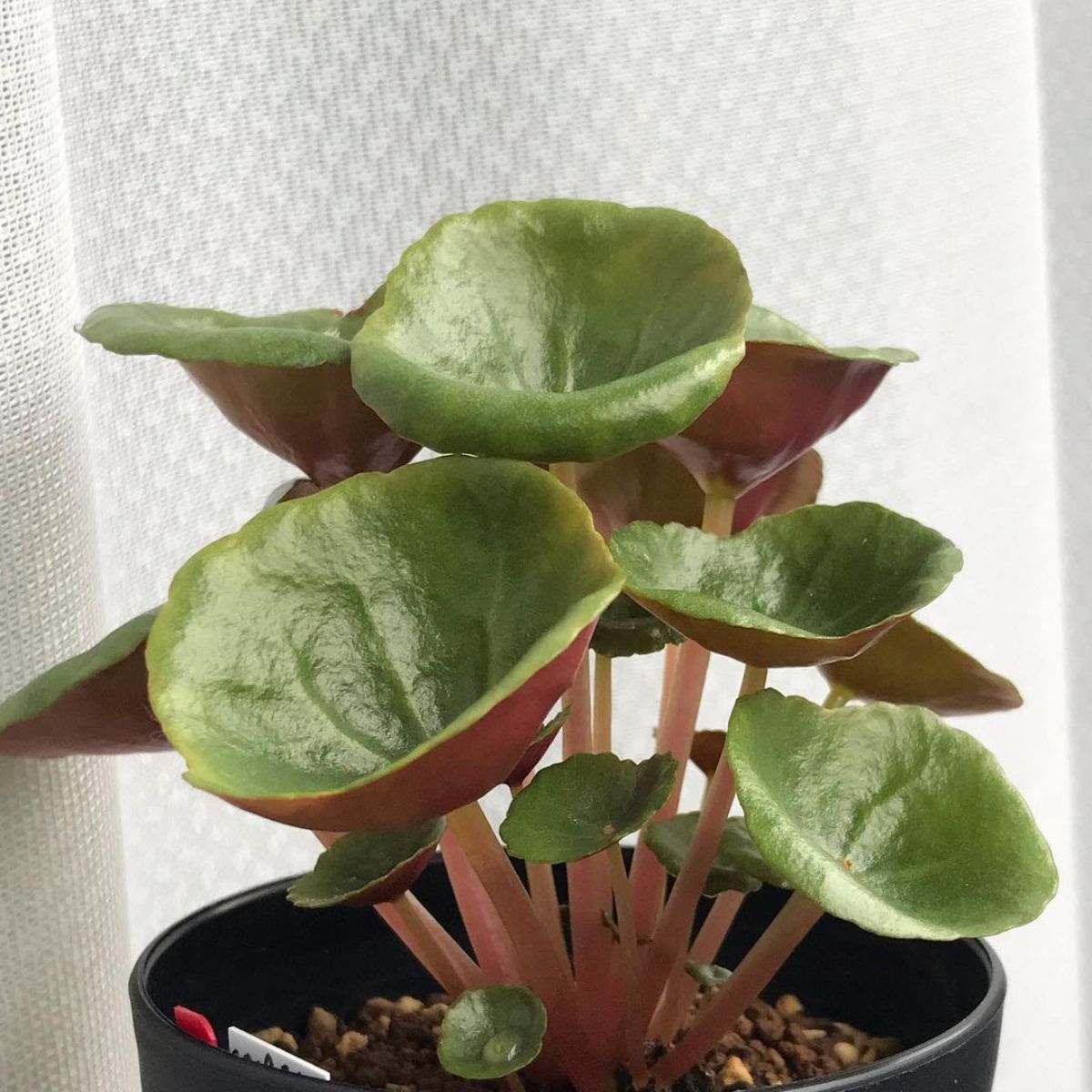 Crassula umbella succulent with bowl-like leaves in a black pot.