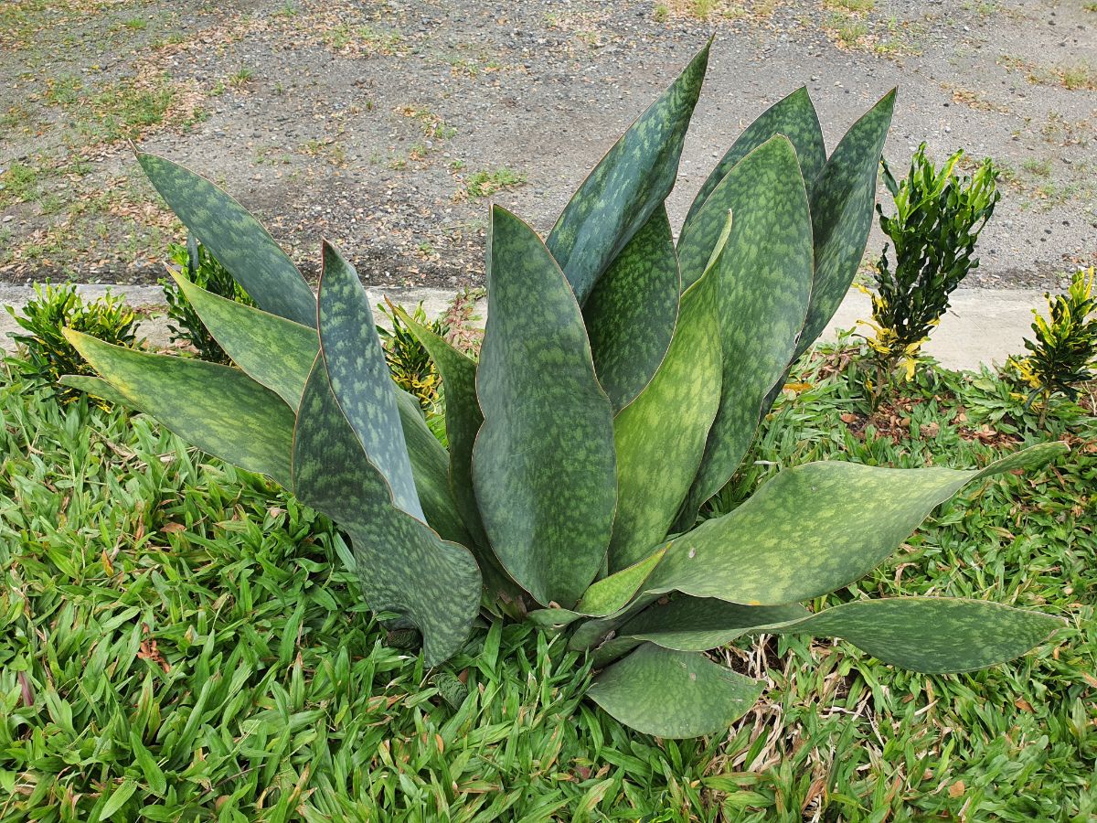 Sansevieria grandis grows outdoor.