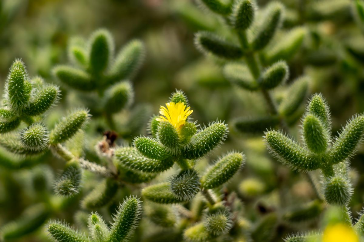 Delosperma echinatum - Pickle Plant with spikey-like foliage and a yellow flower.