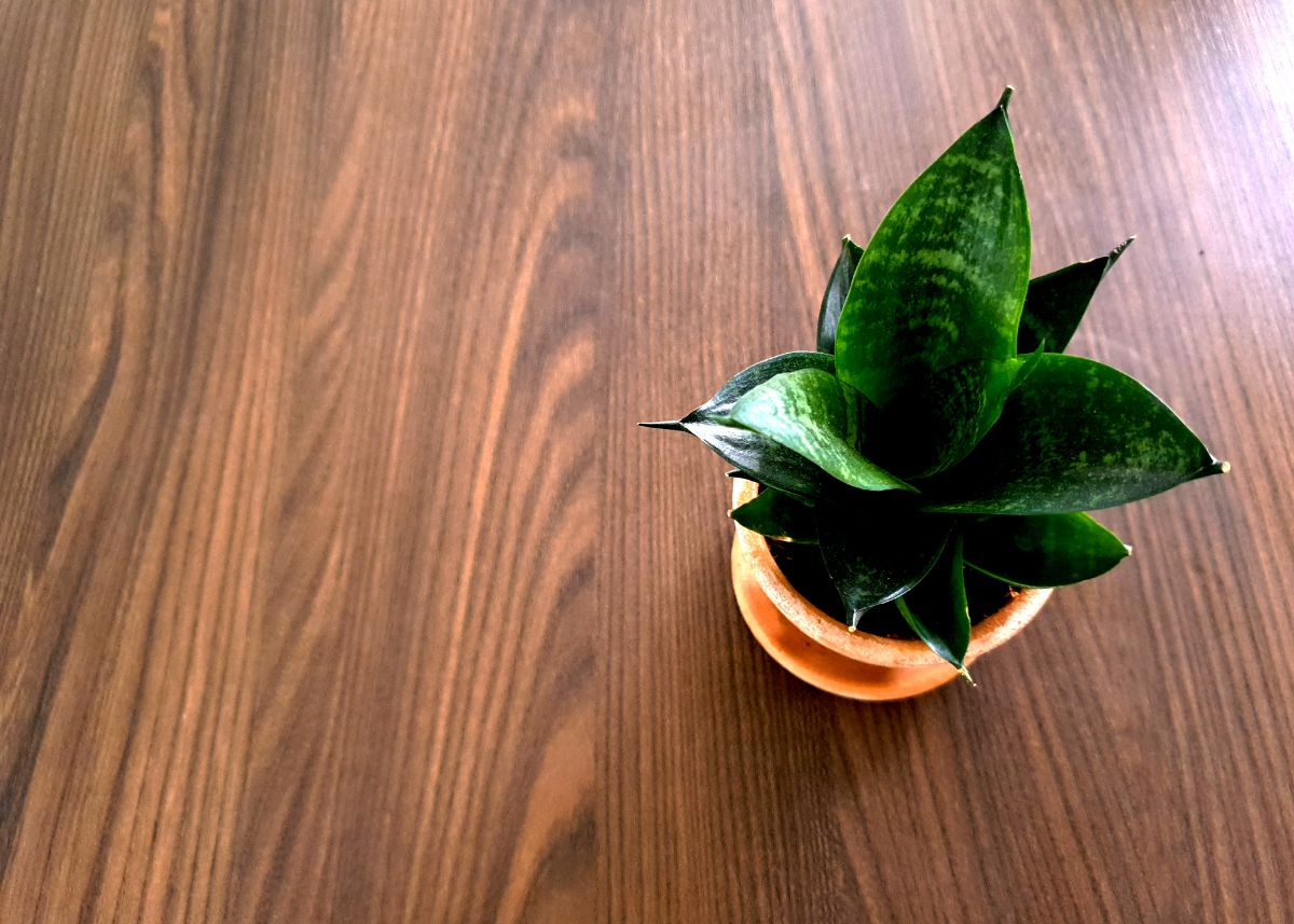 Sansevieria green hahnii grows in a small pot on a wooden table.