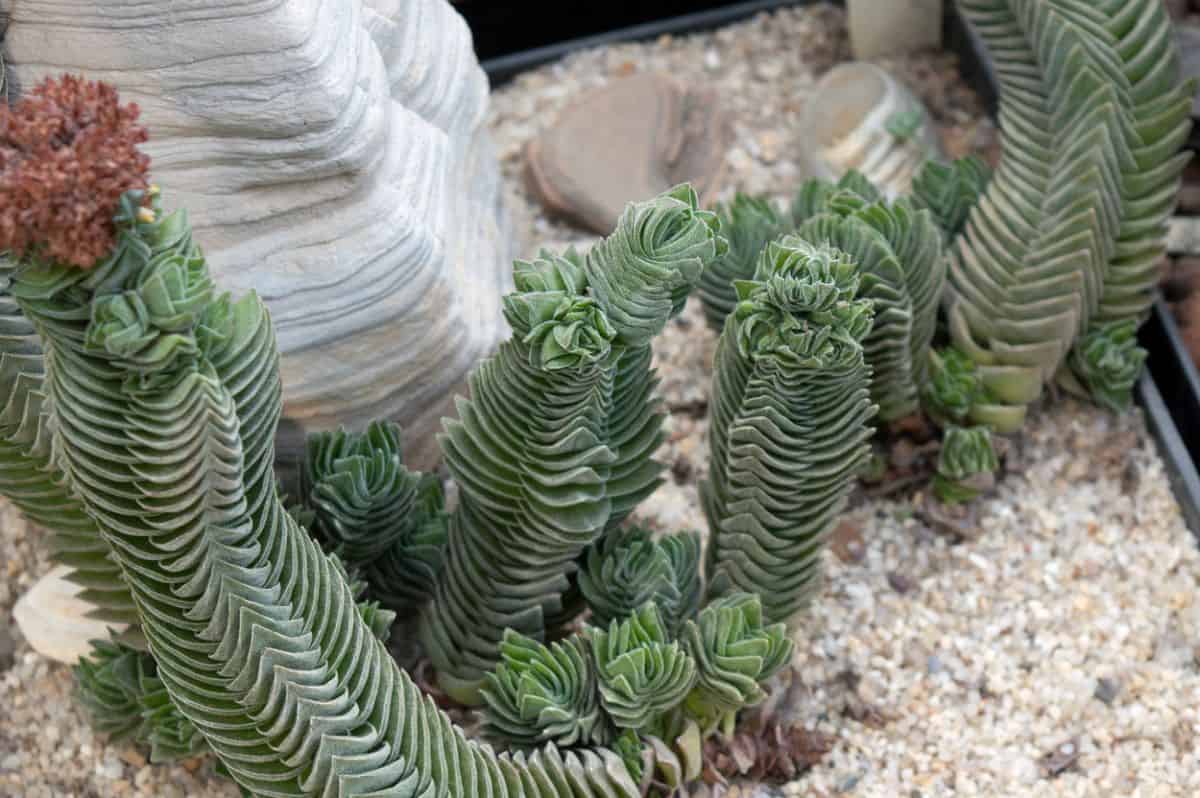 Crassula Buddhas Temple succulent with interesting foliage.