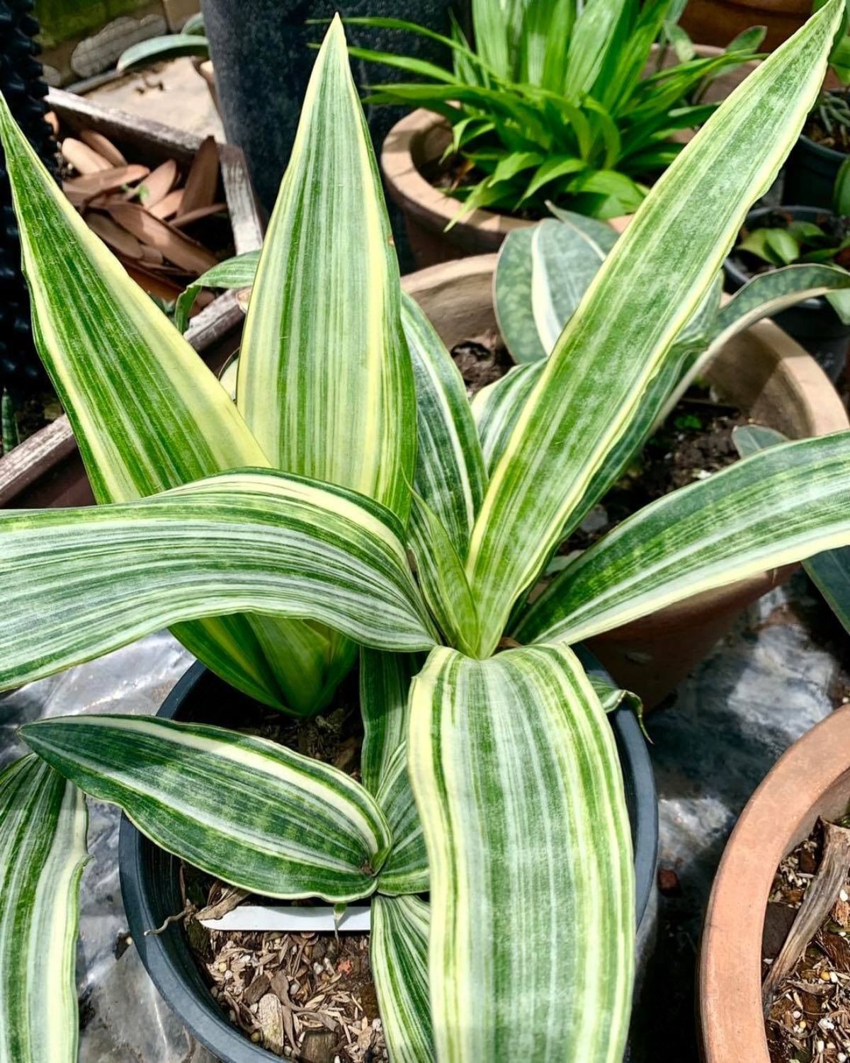 Sansevieria guineensis variegate grows in a black pot.