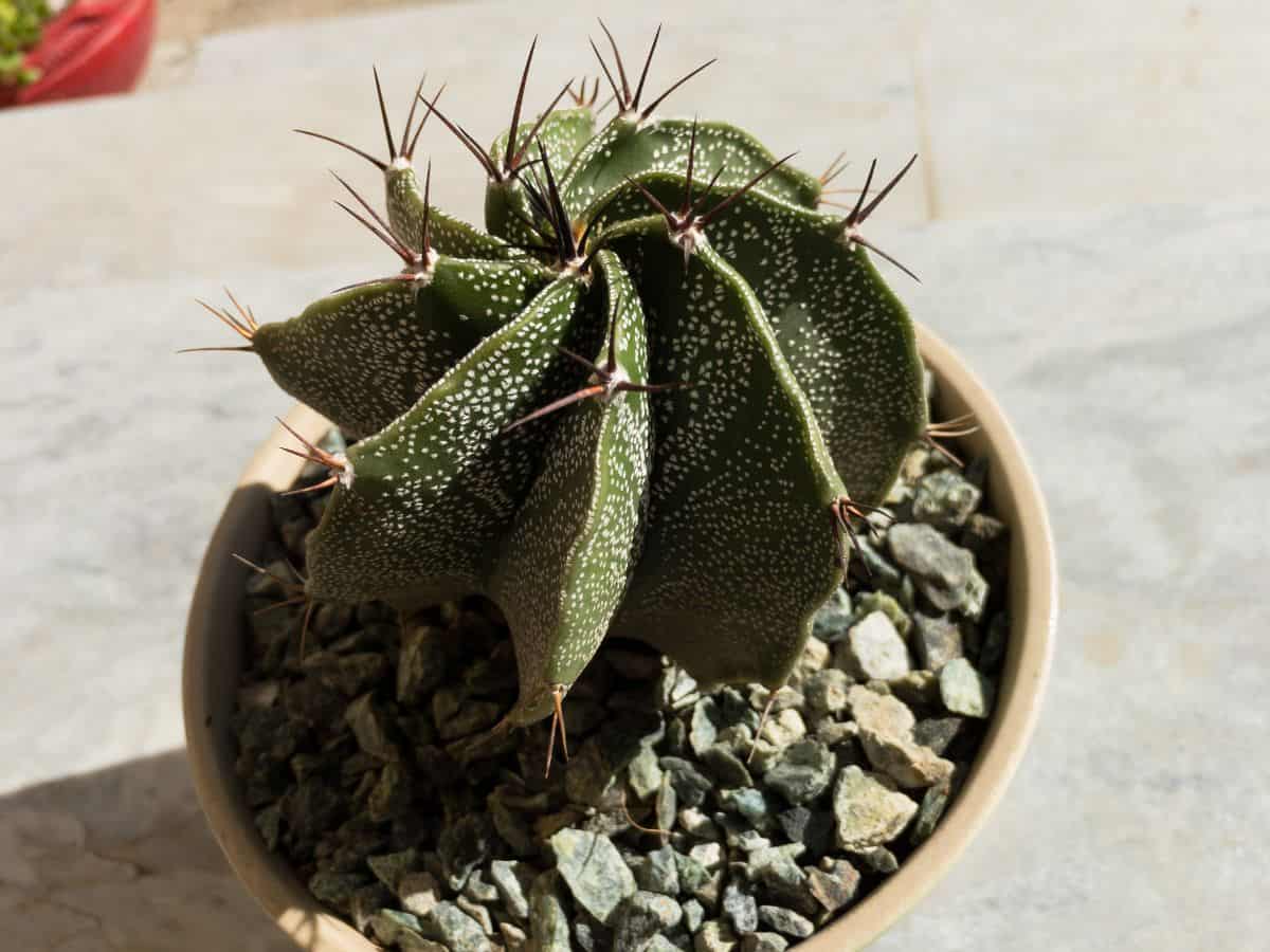 Astrophytum ornatum succulent in a clay pot.