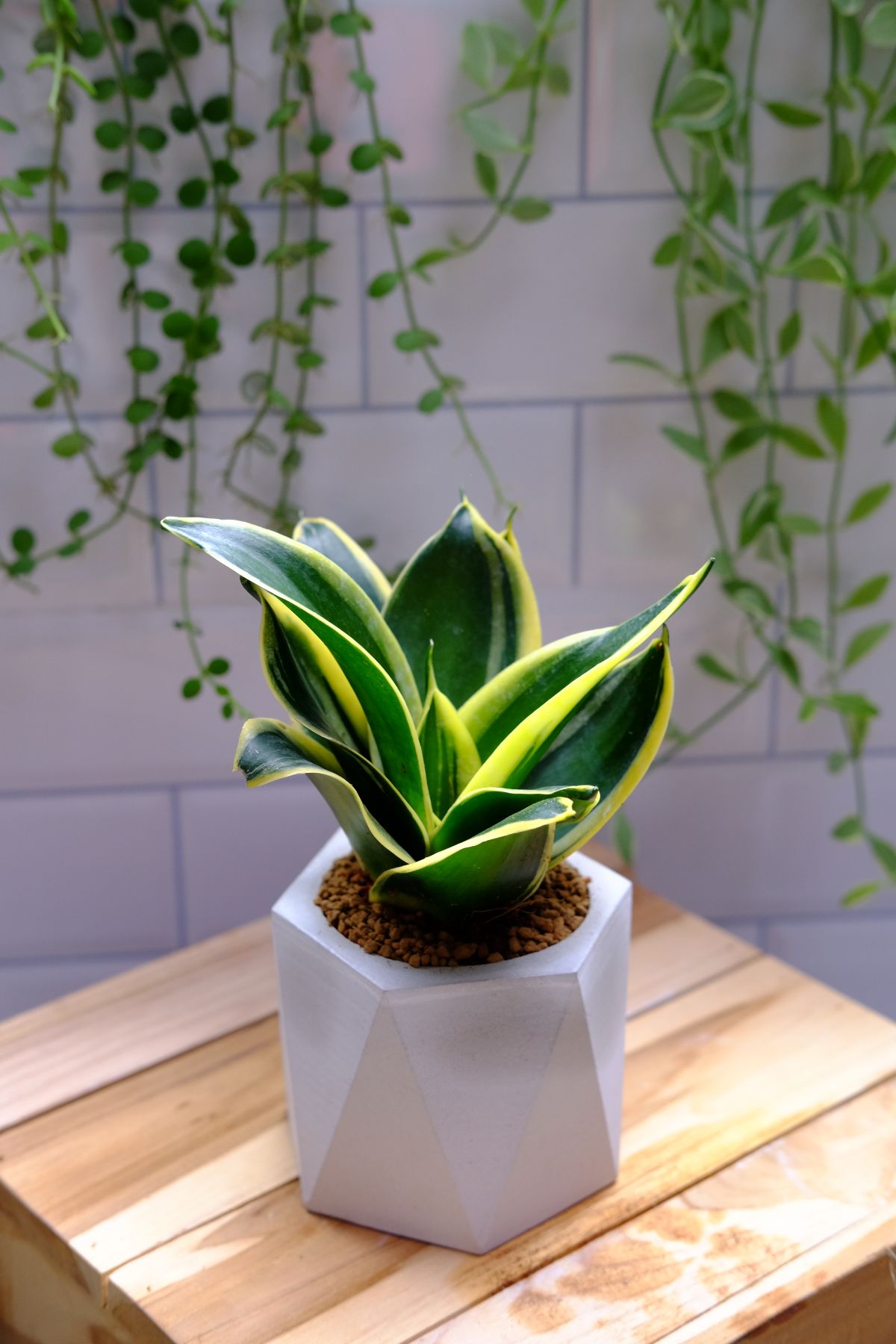 Sansevieria hahnii jade grows in a modern-looking pot on a wooden table.