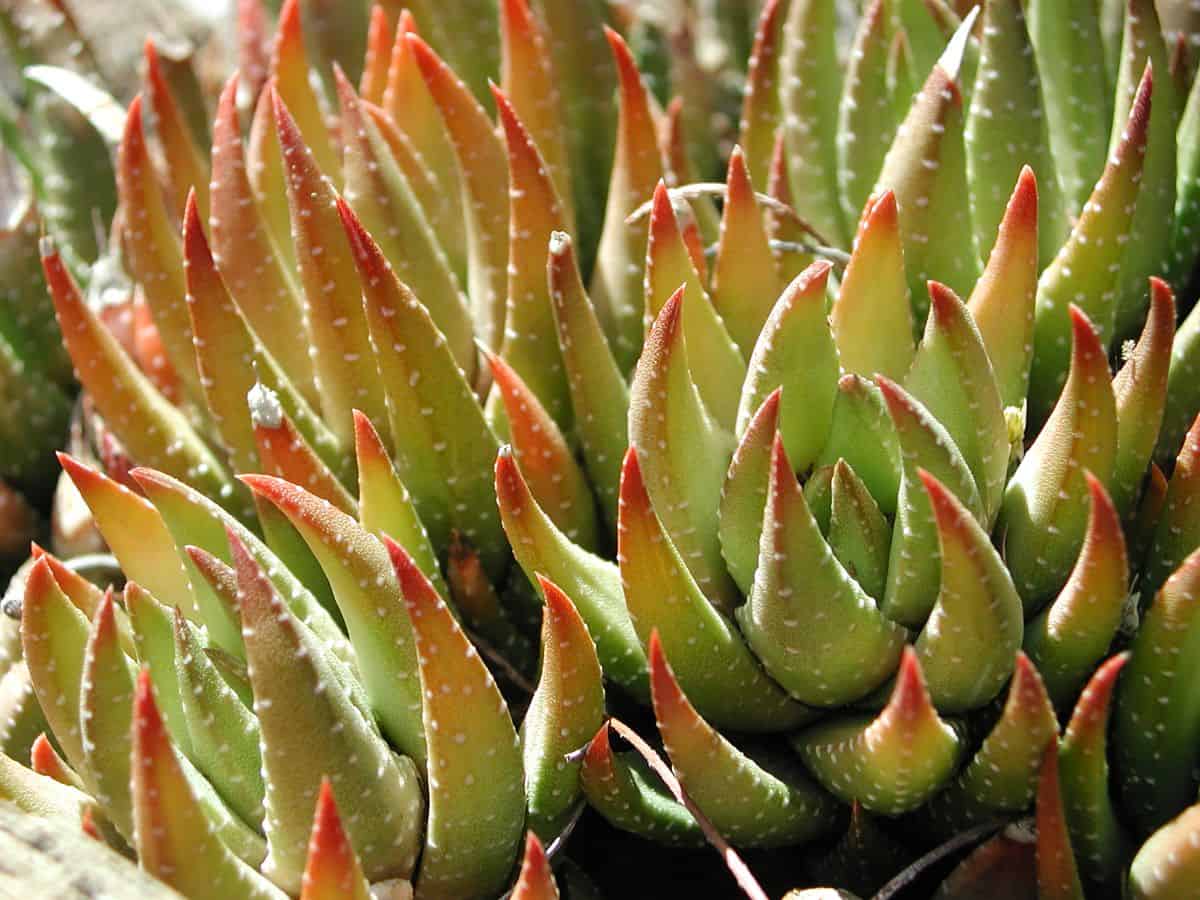 Haworthiopsis coarctata succulent with pinkish foliage on a sunny day.