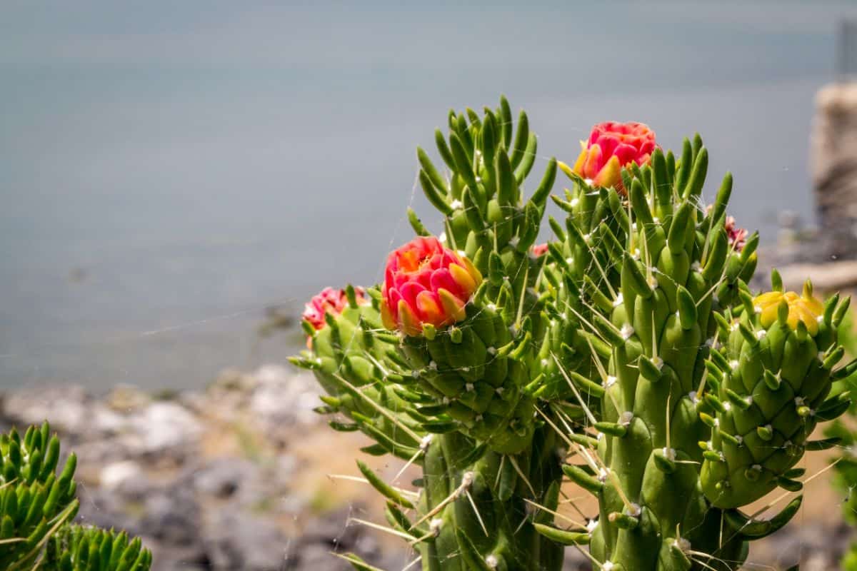 Opuntia subulata – Eve’s Needle in red bloom.