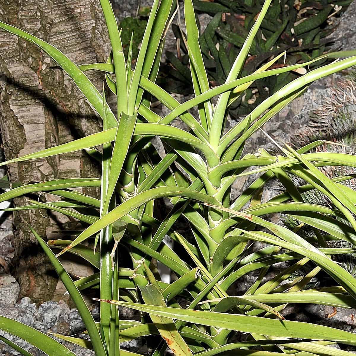 Sansevieria arbborescens on a sunny day.