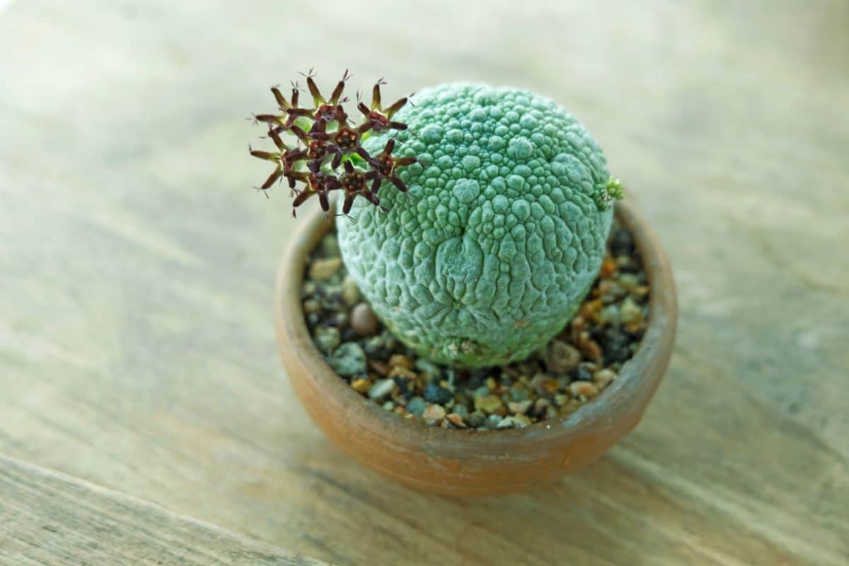 Pseudolithos migiurtinus succulent in a clay pot on a wooden table.