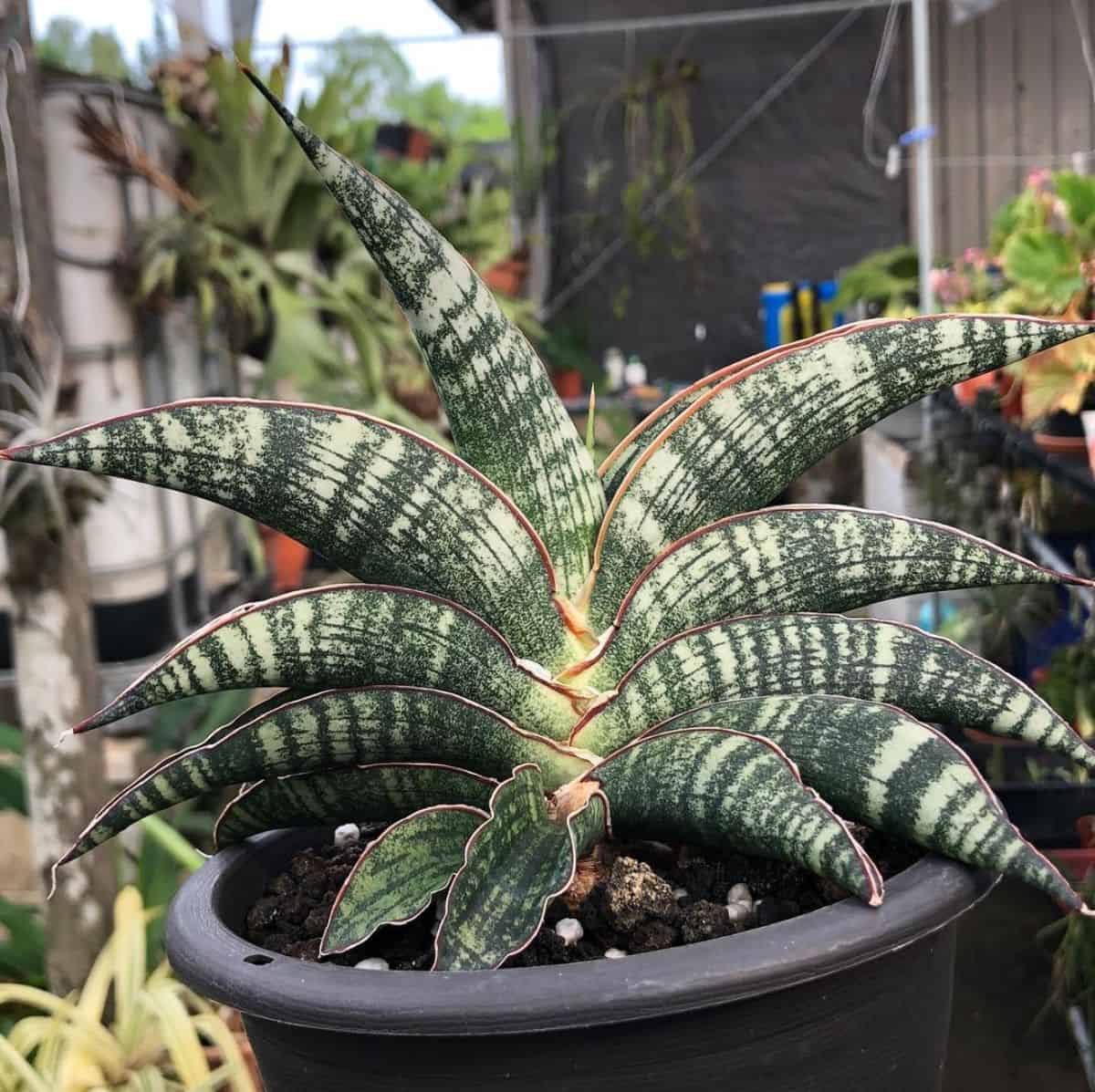 Sansevieria Lady gaga grows in a black pot.