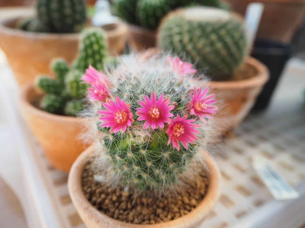 Mammillaria bocasana cacti with beautiful pink flowers in a clay pot.