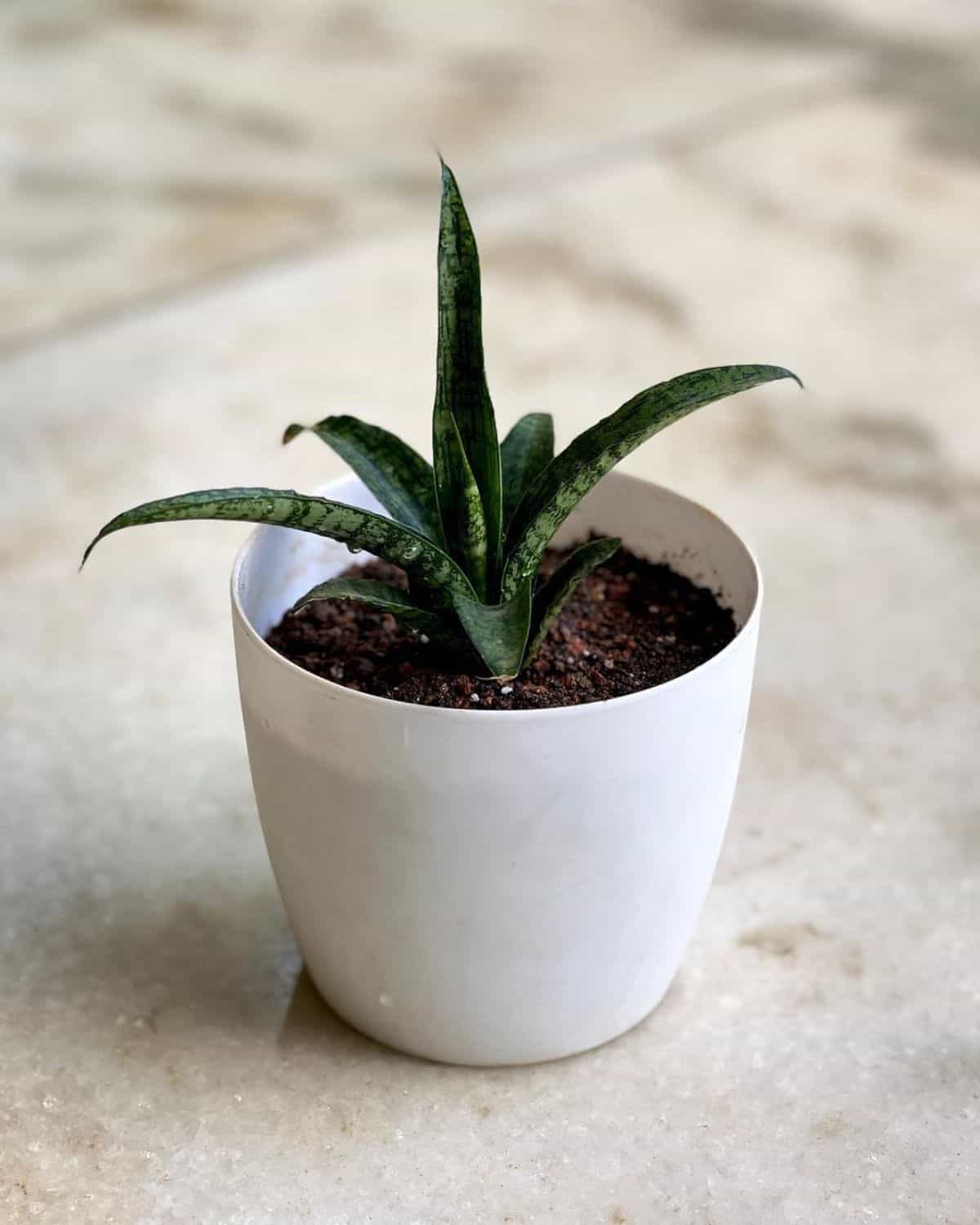 Sansevieria Macrophylla grows in a white pot.