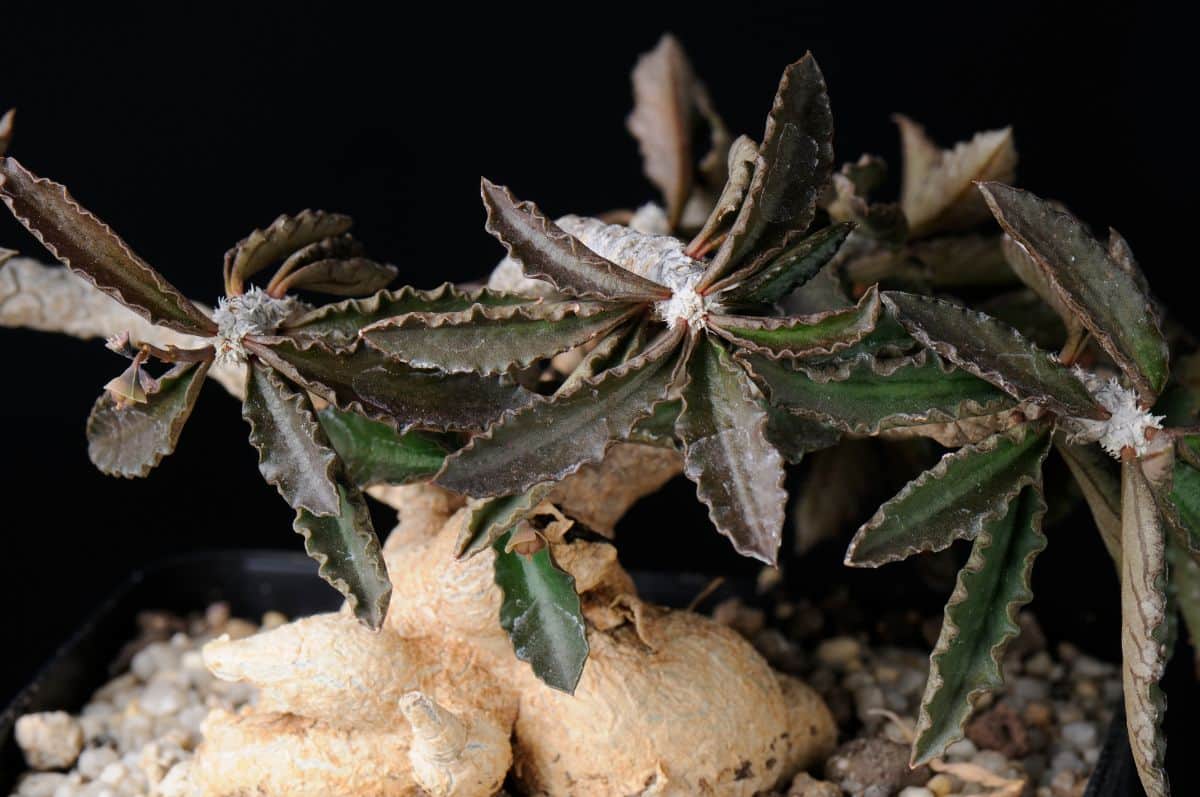 Euphorbia ambovombensis succulent with brown foliage.