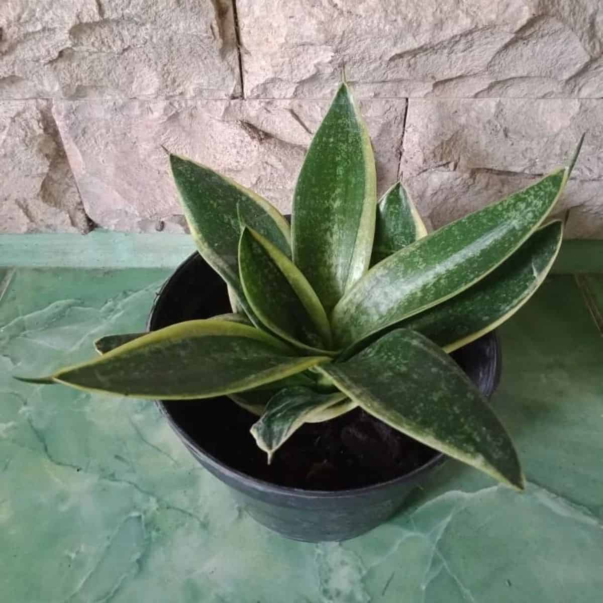 Sansevieria Marginata grows in a black pot.