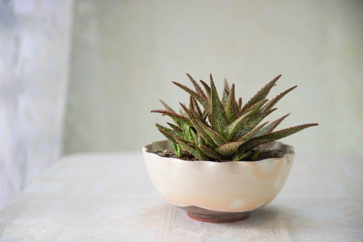 Aloe ‘Pink Blush’ in a clay pot on a wooden table.