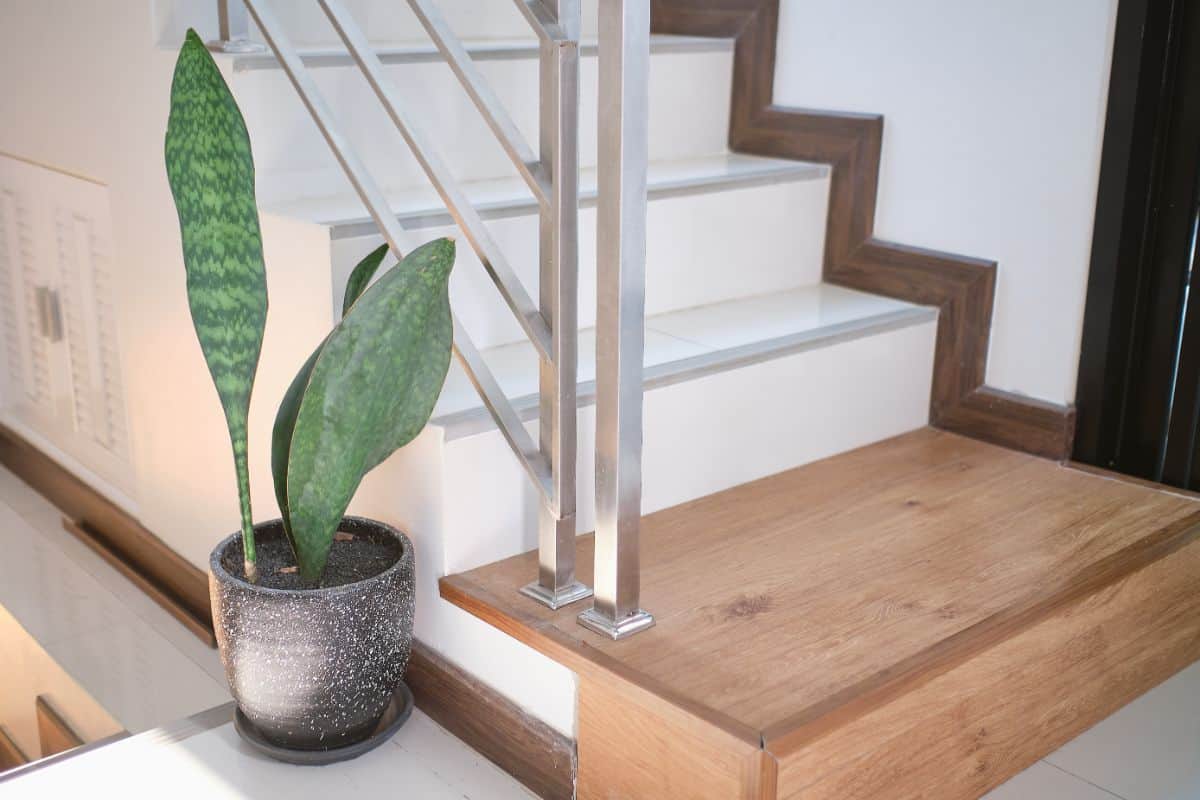 Sansevieria Masoniana grows in a gray pot on the stairs.