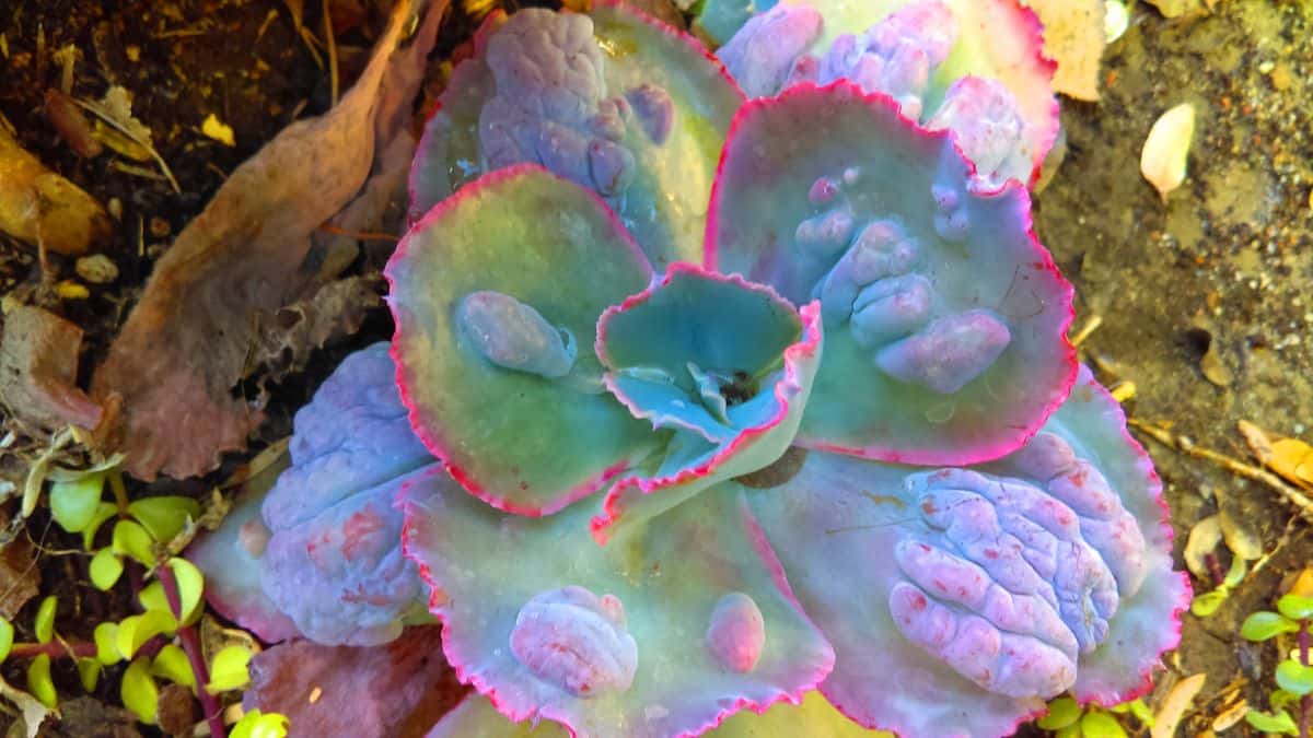 Echeveria ‘Bumps’ with beautiful carbuncled foliage.