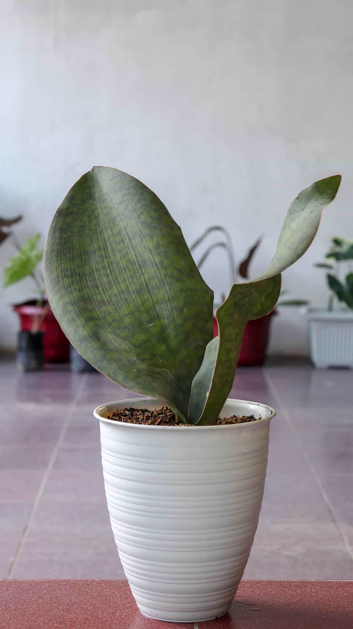 Sansevieria Masoniana variegate grows in a white pot.