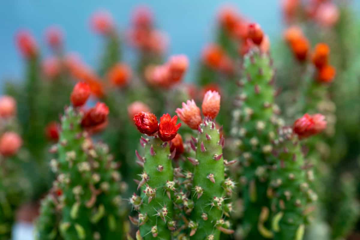 Austrocylindropuntia subulata with beautiful red flowers.