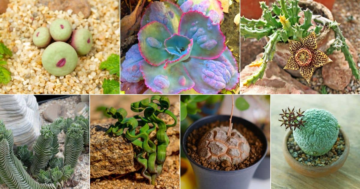 30 Weird Looking Succulents and Cacti facebook image.