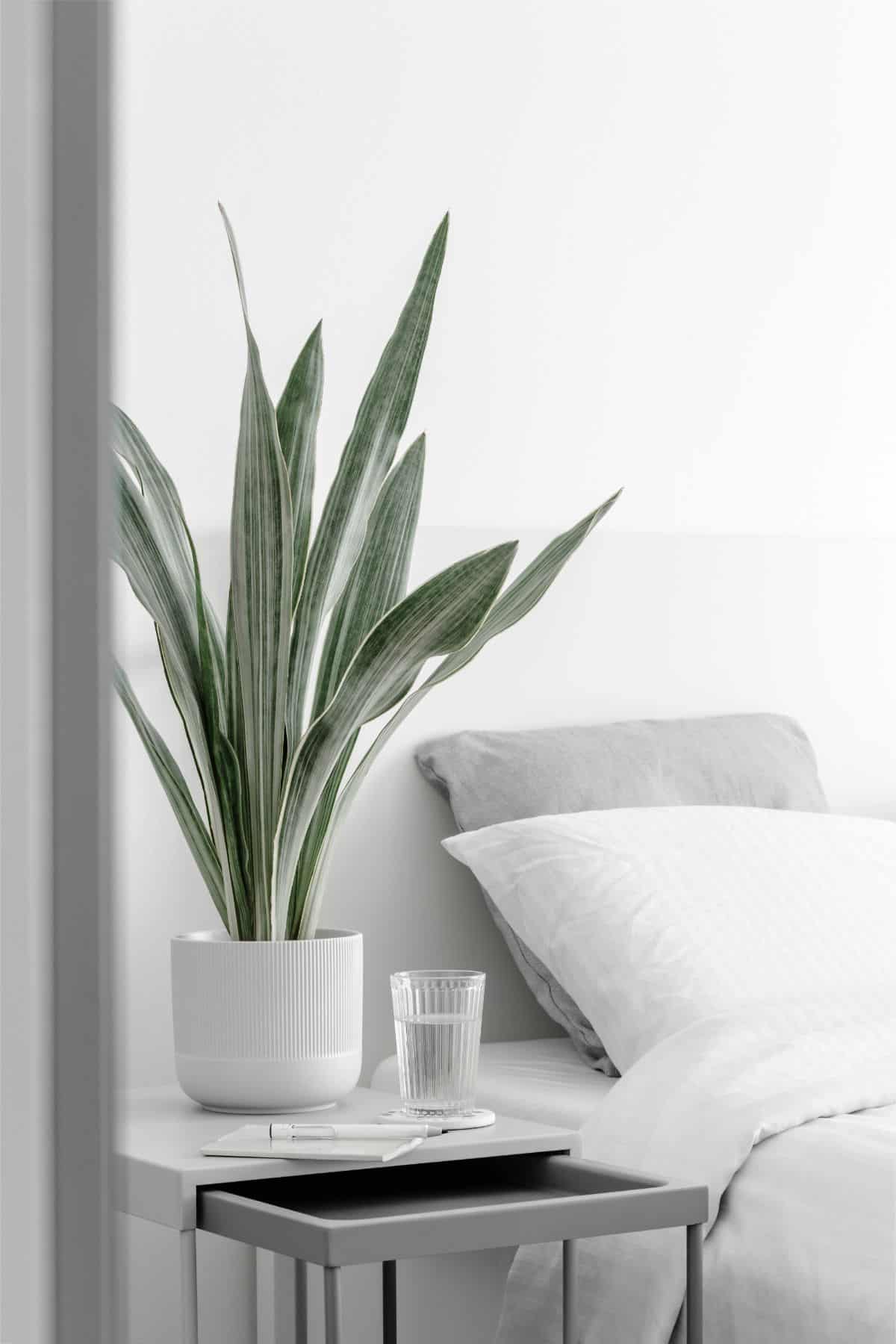 Sansevieria Metallica grows in a white pot in a bedroom.