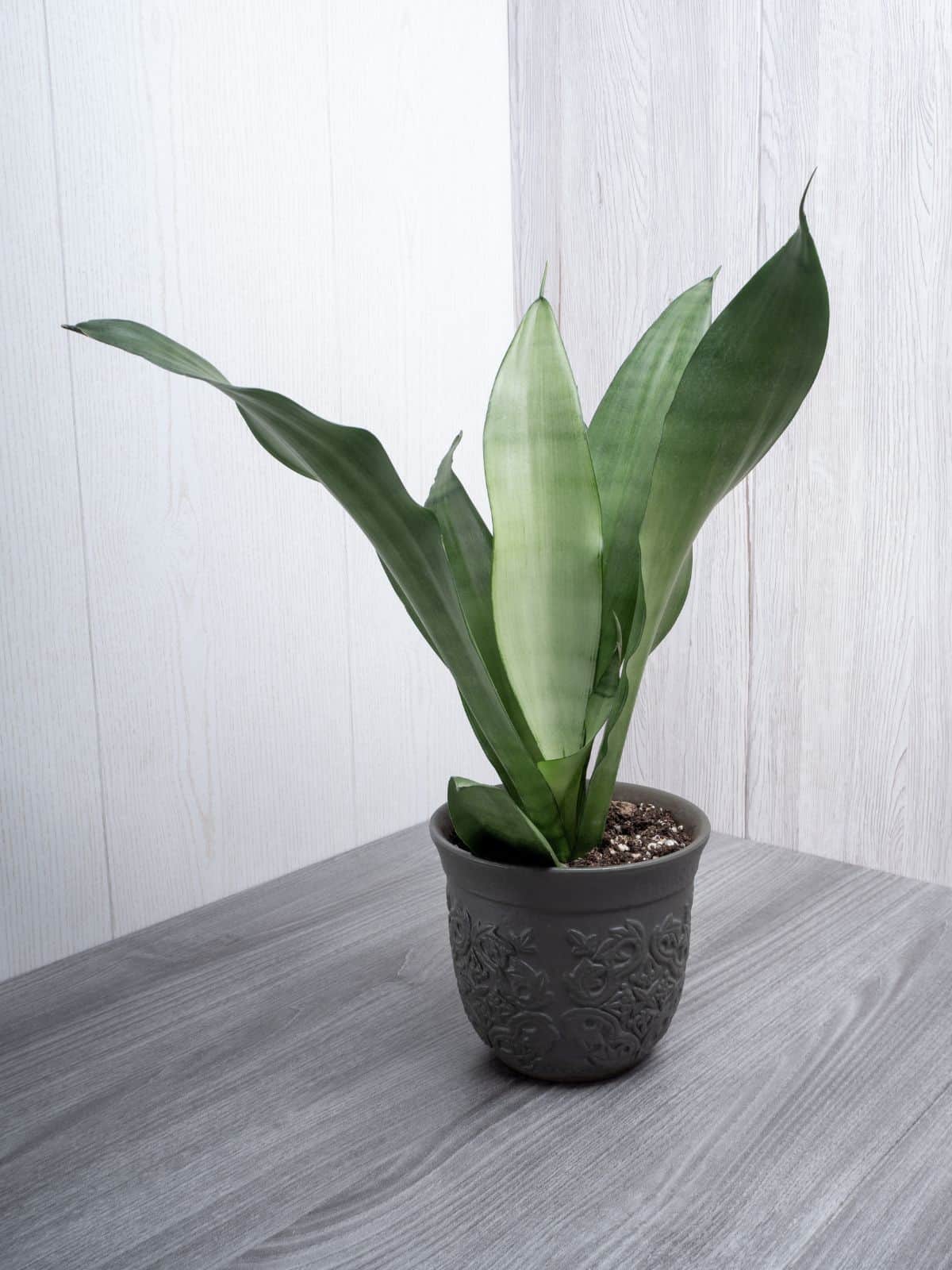 Sansevieria Moonshine grows in a black ornamental pot.